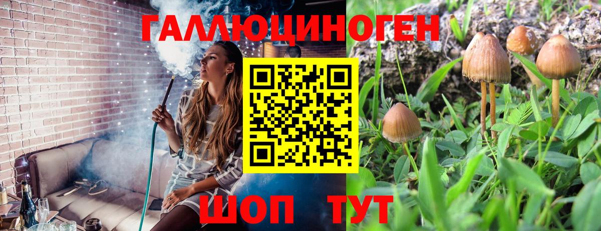 Галлюциногенные грибы Psilocybe Заводоуковск